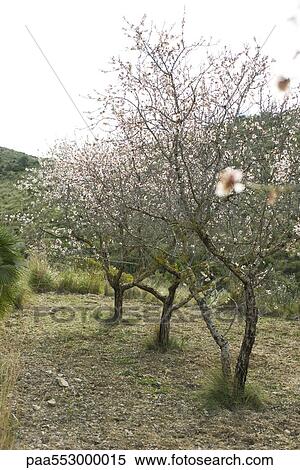 Furit trees orchard in blossom View Large Photo Image Stock Photography - Furit trees orchard in blossom. Fotosearch