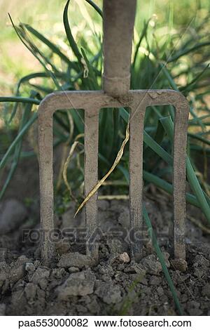 "Gardening fork, close-up" View Large Photo Image Stock Image - "Gardening fork, close-up". Fotosearch