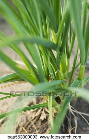 Stock Image - Garlic growing in vegetable garden. Fotosearch