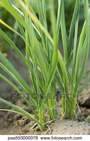 Stock Photo - Garlic growing in vegetable garden. Fotosearch