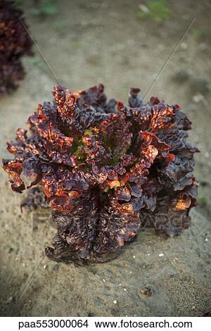 Head of batavia lettuce growing in vegetable garden View Large Photo Image Picture - Head of batavia lettuce growing in vegetable garden. Fotosearch