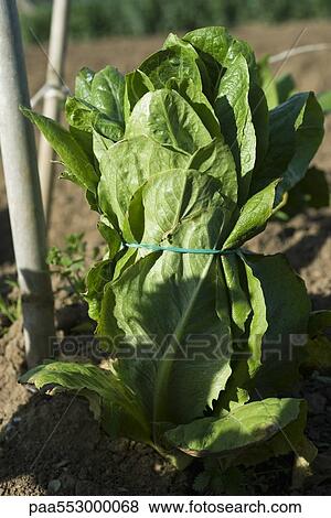 Head of lettuce bound with rubber band ready to be picked View Large Photo Image Stock Photo - Head of lettuce bound with rubber band ready to be picked. Fotosearch