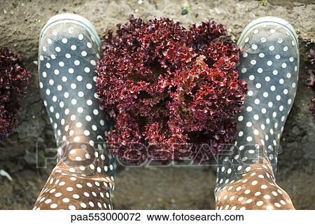 Head of merlot lettuce framed by pair of polka dotted galoshes viewed from above View Large Photo Image Stock Image - Head of merlot lettuce framed by pair of polka dotted galoshes viewed from above. Fotosearch