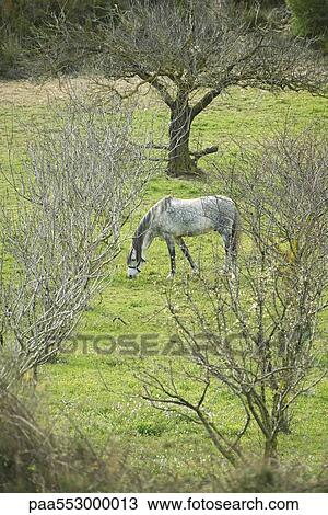 Horse grazing in pasture View Large Photo Image Stock Image - Horse grazing in pasture. Fotosearch