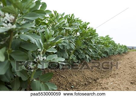 Leaf vegetable flowering View Large Photo Image Stock Photo - Leaf vegetable flowering. Fotosearch