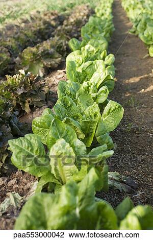 Leaf vegetable growing in vegetable garden View Large Photo Image Stock Image - Leaf vegetable growing in vegetable garden. Fotosearch