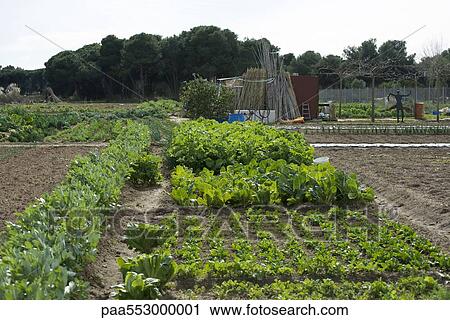 Leaf vegetables growing in garden View Large Photo Image Stock Image - Leaf vegetables growing in garden. Fotosearch