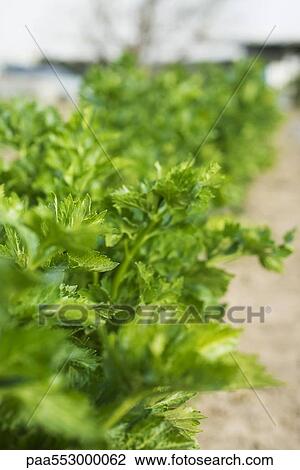 Leafy tops of celery stalks growing in vegetable garden View Large Photo Image Stock Image - Leafy tops of celery stalks growing in vegetable garden. Fotosearch