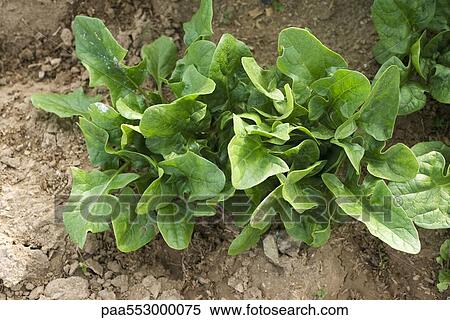 Lettuce growing in vegetable garden View Large Photo Image Stock Photography - Lettuce growing in vegetable garden. Fotosearch
