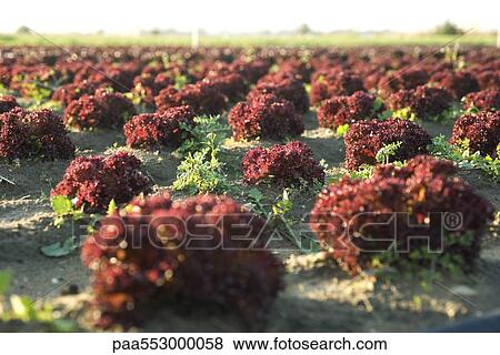 Merlot lettuce growing in field View Large Photo Image Stock Photo - Merlot lettuce growing in field. Fotosearch