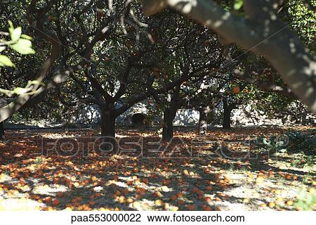 Orange tree heavy with fruit surrounded by fallen rotting fruit on ground View Large Photo Image Stock Image - Orange tree heavy with fruit surrounded by fallen rotting fruit on ground. Fotosearch
