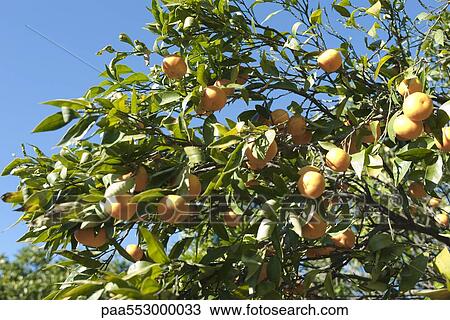 Stock Image - Orange tree heavy with ripe fruit. Fotosearch