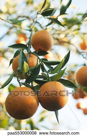 Stock Photo - Orange tree heavy with ripening fruit. Fotosearch