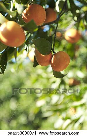 Oranges ripening on branch View Large Photo Image Stock Image - Oranges ripening on branch. Fotosearch
