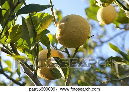 Oranges ripening on branch View Large Photo Image Stock Photo - Oranges ripening on branch. Fotosearch