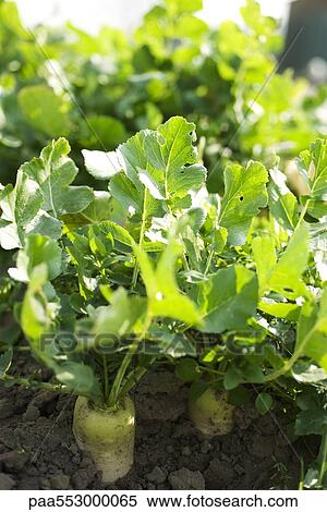 Parsnips growing in vegetable garden View Large Photo Image Stock Photography - Parsnips growing in vegetable garden. Fotosearch