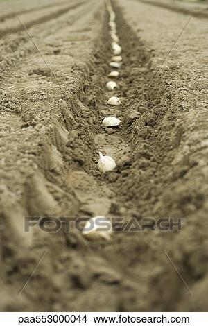 Potato sections planted in evenly plowed furrow View Large Photo Image Picture - Potato sections planted in evenly plowed furrow. Fotosearch