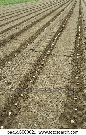 Potatoes planted in plowed field View Large Photo Image Stock Photography - Potatoes planted in plowed field. Fotosearch