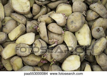 Potatoes sliced for planting View Large Photo Image Picture - Potatoes sliced for planting. Fotosearch