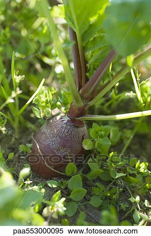 Radish growing in vegetable garden View Large Photo Image Stock Photography - Radish growing in vegetable garden. Fotosearch