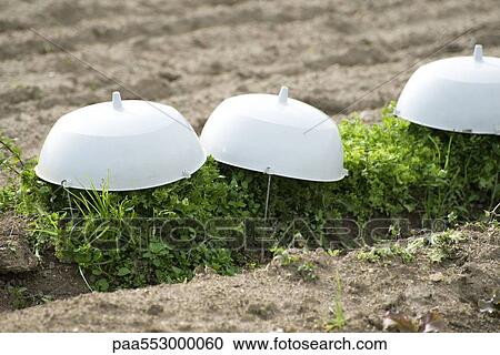 Row of frisee lettuce covered View Large Photo Image Stock Image - Row of frisee lettuce covered. Fotosearch