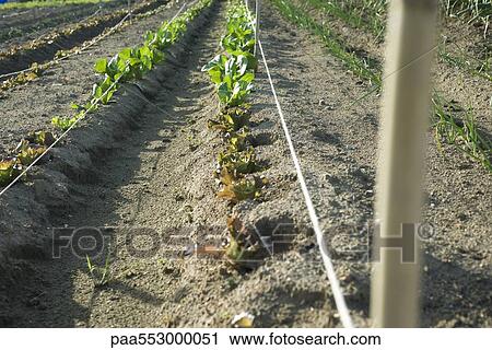 Rows of batavia lettuce View Large Photo Image Stock Image - Rows of batavia lettuce. Fotosearch