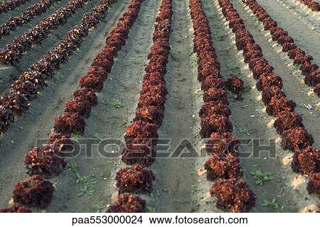 Picture - Rows of merlot lettus growing in field. Fotosearch