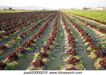 Rows of merlot lettus growing in field View Large Photo Image Stock Photo - Rows of merlot lettus growing in field. Fotosearch