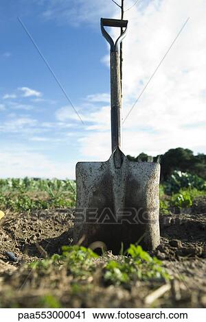 Shovel leaning against sapling in field View Large Photo Image Stock Image - Shovel leaning against sapling in field. Fotosearch