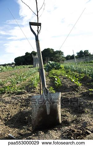 Shovel leaning against tree seedling in vegetable field View Large Photo Image Stock Photo - Shovel leaning against tree seedling in vegetable field. Fotosearch