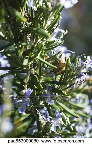 Snail on flowering rosemary branch View Large Photo Image Stock Image - Snail on flowering rosemary branch. Fotosearch
