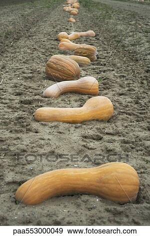 Squash lying on ground in field waiting to be harvested View Large Photo Image Stock Photo - Squash lying on ground in field waiting to be harvested. Fotosearch