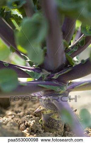 "Stalk of plant, close-up" View Large Photo Image Stock Photo - "Stalk of plant, close-up". Fotosearch