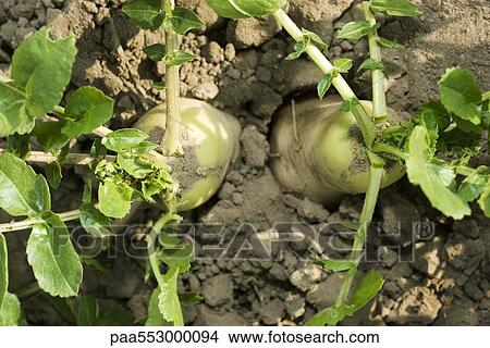"Turnips growing in vegetable garden, viewed from above" View Large Photo Image Picture - "Turnips growing in vegetable garden, viewed from above". Fotosearch