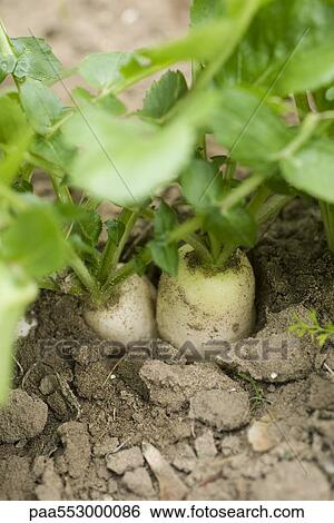 "Turnips growing in vegetable garden, close-up" View Large Photo Image Stock Photograph - "Turnips growing in vegetable garden, close-up". Fotosearch