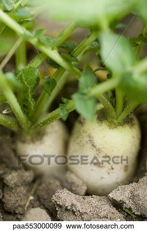Turnips growing side by side in dry soil View Large Photo Image Stock Photo - Turnips growing side by side in dry soil. Fotosearch
