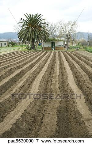 Uniform furrows of plowed field View Large Photo Image Stock Photo - Uniform furrows of plowed field. Fotosearch