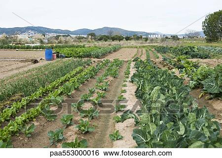 Variety of vegetables growing in field View Large Photo Image Stock Photograph - Variety of vegetables growing in field. Fotosearch