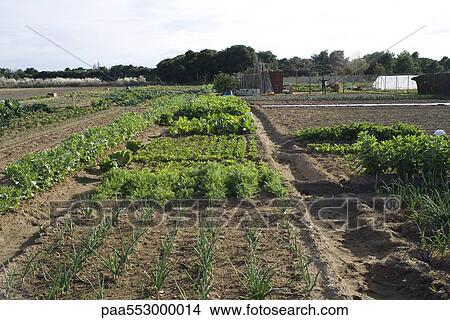 Vegetable garden View Large Photo Image Picture - Vegetable garden. Fotosearch