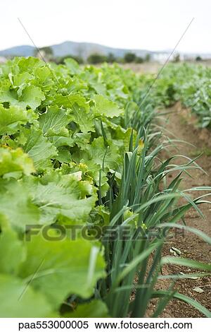 "Vegetables growing in garden, close-up" View Large Photo Image Stock Photography - "Vegetables growing in garden, close-up". Fotosearch