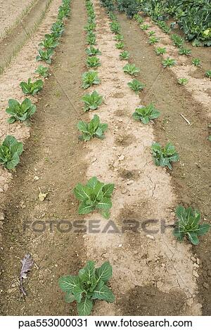 Vegetables growing in rows in field View Large Photo Image Stock Image - Vegetables growing in rows in field. Fotosearch