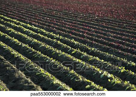 Vegetables seedlings growing in plowed field View Large Photo Image Stock Image - Vegetables seedlings growing in plowed field. Fotosearch