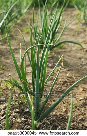 White onion growing in field View Large Photo Image Stock Photography - White onion growing in field. Fotosearch