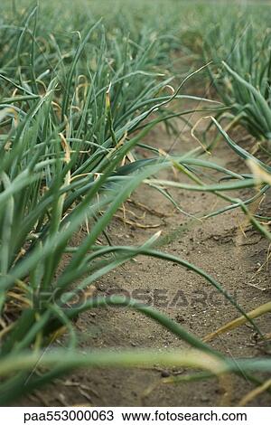 White onions growing in field View Large Photo Image Stock Image - White onions growing in field. Fotosearch