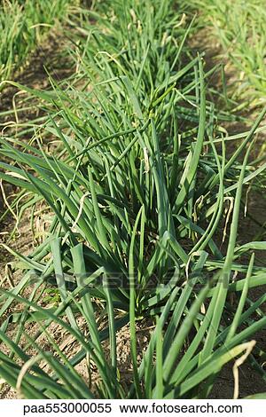 White onions growing in field View Large Photo Image Stock Photography - White onions growing in field. Fotosearch