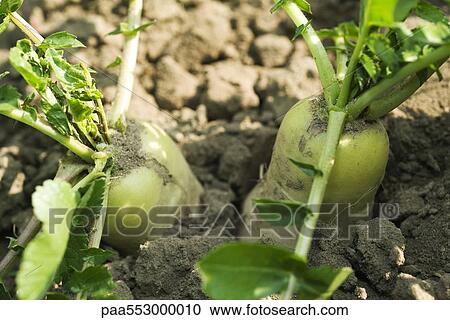 "White radishes growing, close-up" View Large Photo Image Stock Image - "White radishes growing, close-up". Fotosearch
