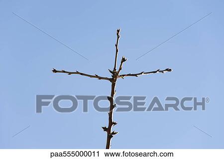 Stock Image - Almond tree budding, close-up of branch. Fotosearch