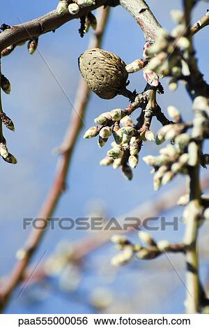 Almond tree budding, close-up of branch View Large Photo Image Stock Photograph - Almond tree budding, close-up of branch. Fotosearch