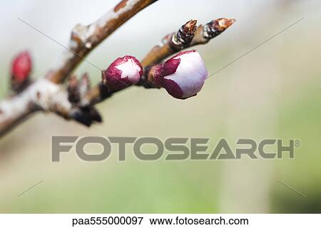 Almond tree flower buds opening, close-up of branch View Large Photo Image Stock Photo - Almond tree flower buds opening, close-up of branch. Fotosearch