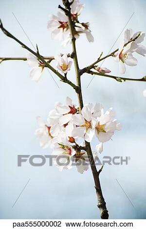 Stock Image - Almond tree in flower, close-up of branch. Fotosearch